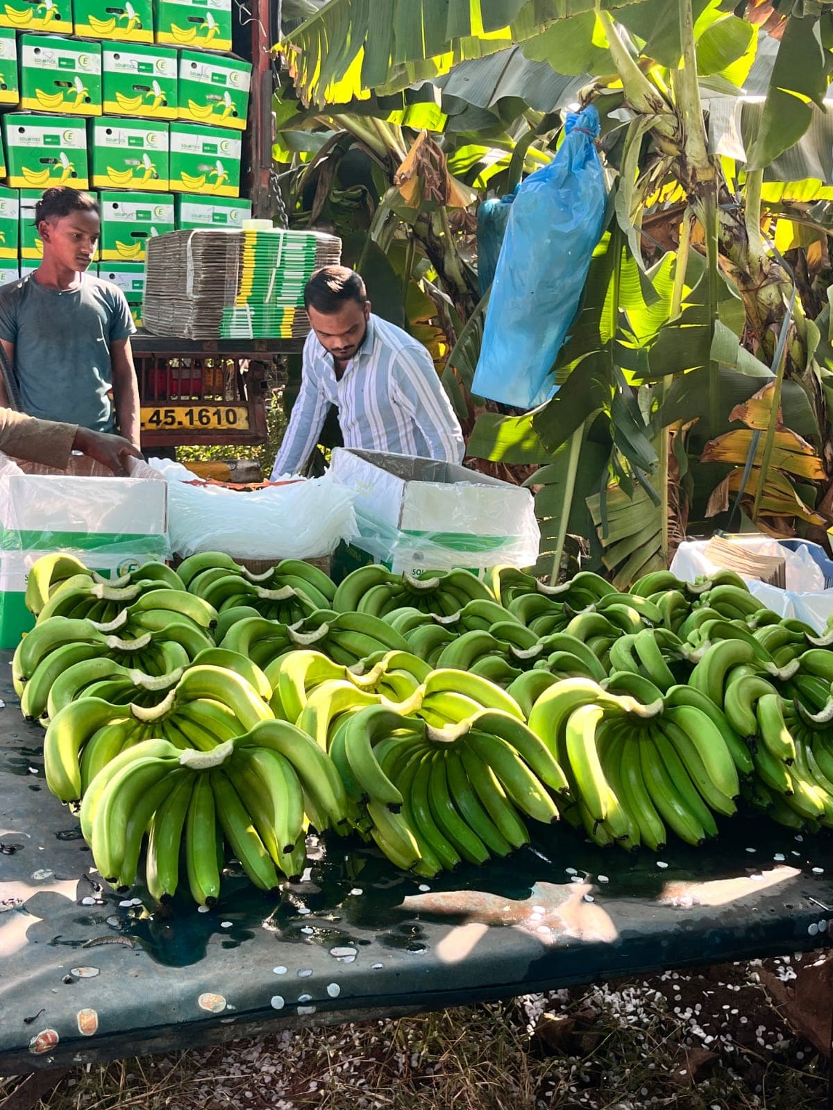 Fresh Banana