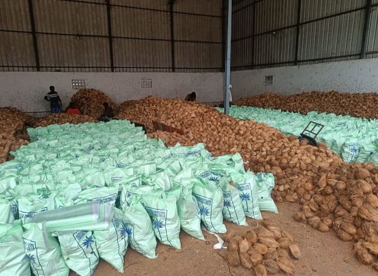 Semi Husked Coconut – Dubai